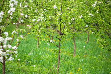 Fototapeta na wymiar Apple blossom