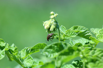 Colorado potato beetle