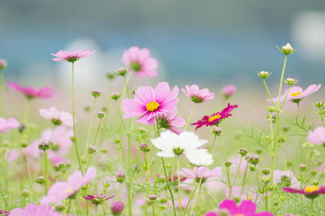 コスモス畑