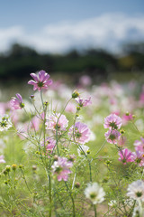 コスモス畑と池
