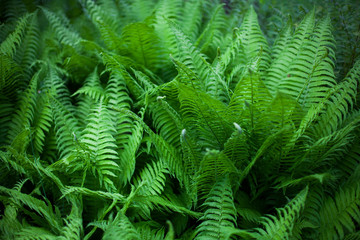 Fototapeta na wymiar Lush fern leaves