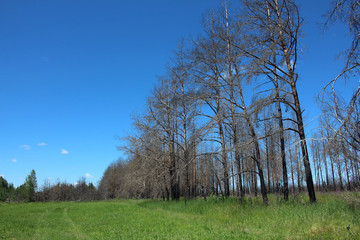 Obraz premium Burnt forest