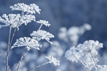 Grass branches frozen in the ice. Frozen grass branch in winter. Branch covered with snow.