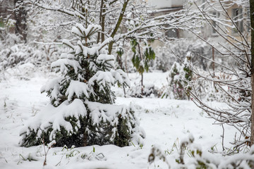 Nature in the winter