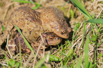 Three European common brown frogs (Rana temporaria)  mate during mating season.