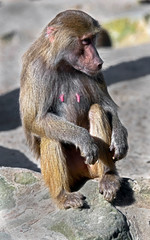 Hamadryas baboon male. Latin name - Papio hamadryas