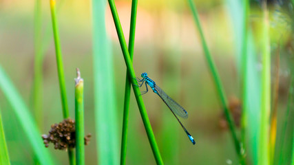 dragonfly on the grass