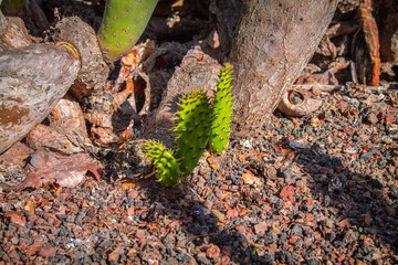 Young sprouts of cacti on a plantation of edible Opuntia ficus-indica cacti on a sunny day in the Canary Islands. Spain Lanserote