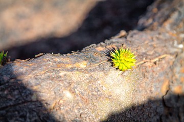 Young sprouts of cacti on a plantation of edible Opuntia ficus-indica cacti on a sunny day in the...