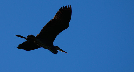 the flying heron