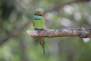 sri lanka birds at Yala National Park