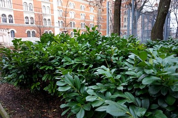 Evergreen shrub in winter on the street of Vienna