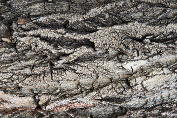 Tree trunk in the forest. Tree bark close-up.
