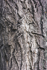 Tree trunk in the forest. Tree bark close-up.