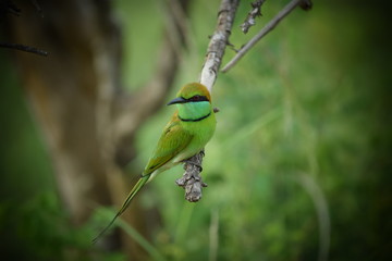 sri lanka birds at Yala National Park