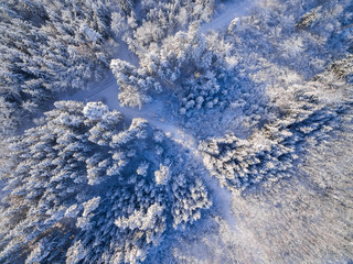 Luftaufnahme: Wald im Winter