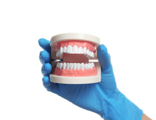 Dentist holding educational model of oral cavity with teeth on white background
