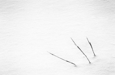 abstract minimalist view of grass stalks in deep snow in winter 