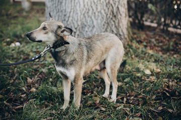 Fototapeta premium Scared stray dog with sad eyes and emotions walking in city street. Adoption concept. Portrait of cute gray dog in park. Dog shelter