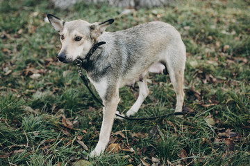 Naklejka na ściany i meble Scared stray dog with sad eyes and emotions walking in city street. Adoption concept. Portrait of cute gray dog in park. Dog shelter