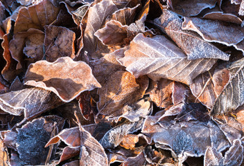 colorful fallen leaves covered in rime ice and frozen on a cold winter day