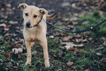 Naklejka na ściany i meble Cute golden puppy winking with black sad eyes and emotions walking in park. Dog shelter. Scared homeless doggy in city street. Adoption concept.