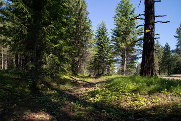 Obraz premium Oregon Trail Blue Mountains Crossing Idaho USA