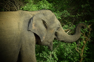 Obraz premium SRI LANKA ELEPHANT YALA NATIONAL PARK