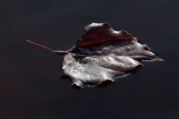Brown autumn leaf fallen into the water of the pond 2