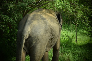Fototapeta premium SRI LANKA ELEPHANT YALA NATIONAL PARK