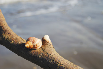 貝殻　流木　海　素材