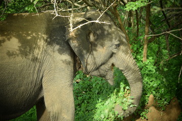 SRI LANKA ELEPHANT YALA NATIONAL PARK