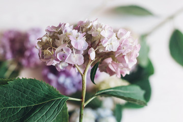 Hand holding pink hydrangea flower on background of colorful bouquet on rustic white wood. Happy mothers day. International Women's day. Pink hydrangea petals and green stem