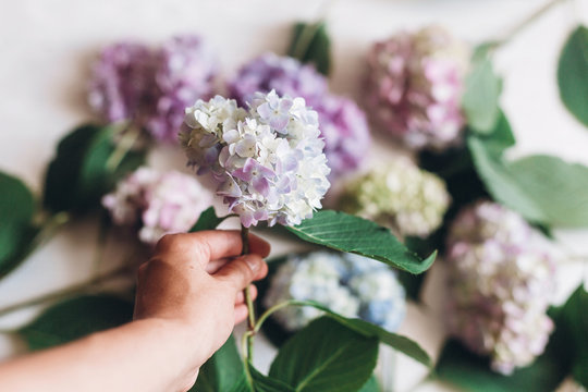 Florist hand holding purple hydrangea flower on background of colorful bouquet on rustic white wood. Happy mothers day. International Women's day. Purple hydrangea petals and green stem