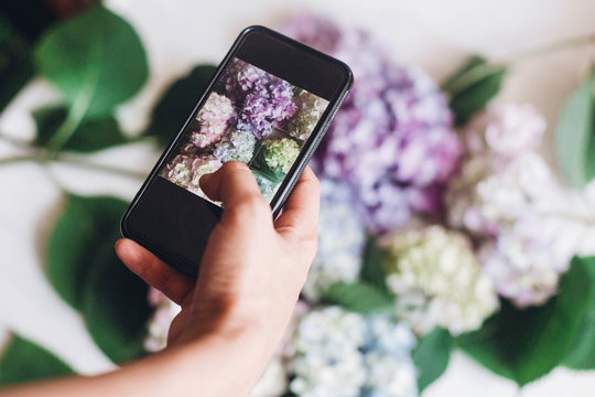 Hand holding phone and taking photo of hydrangea flowers on rustic white wood, flat lay. Content for social media concept, blogging photos. Happy mothers day. International Women's day.
