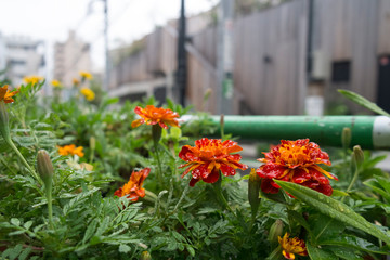 flowers in the garden