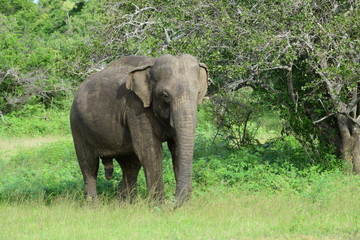 Fototapeta na wymiar SRI LANKA ELEPHANT YALA NATIONAL PARK