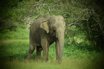 SRI LANKA ELEPHANT YALA NATIONAL PARK
