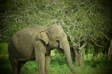Obraz premium SRI LANKA ELEPHANT YALA NATIONAL PARK