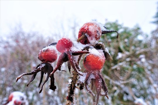 Winterlandschaft - Wald - B&auml;ume - Schnee