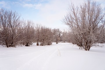 Зимняя дорога среди деревьев, покрытых инеем в сочетании с голубым небом!