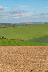 Fototapeta na wymiar Farmland in Sussex on a sunny spring day