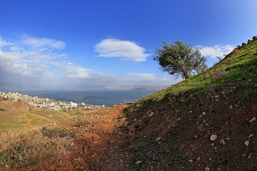 Fototapeta premium olive tree on the Kinneret