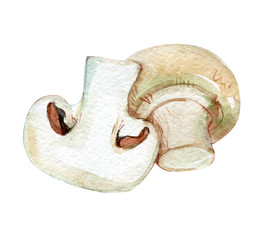 Champignon, mushroom isolated on white background, watercolor illustration 