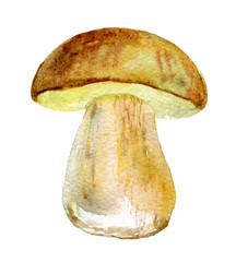 The cep bolete, mushroom isolated on white background, watercolor illustration