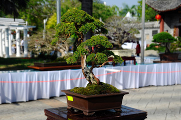 Small bonsai tree display for public in Royal Floria Putrajaya garden in Putrajaya, Malaysia. Planted in small pots. 