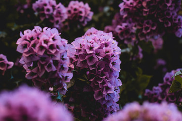 purple flowers in the garden