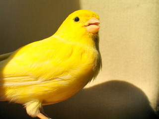 Yellow canary. Free bird