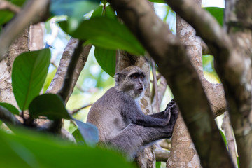 Monkey in tree in Jozani Forest of Zanzibar island, Tanzania - Image