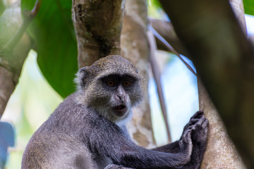 Monkey in tree in Jozani Forest of Zanzibar island, Tanzania - Image